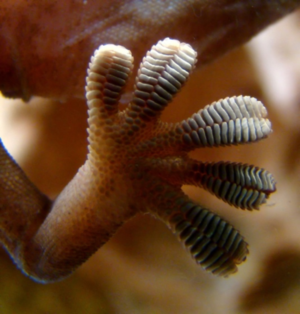Close-up image of a gecko foot