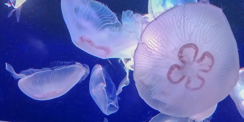 jellyfish in ocean
