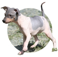 American Hairless Terriers have sweat glands all over their body, but not hair or fur.