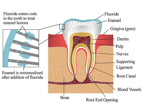Scientific diagram of tooth strcuture