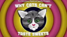 Screenshot of American Chemical Society video explaining why cats lack a sweet tooth