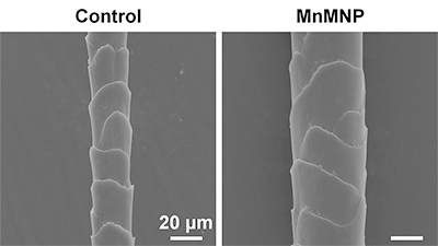 Two side-by-side grayscale images of single mouse hairs. Each hair is wider than a 20 um-wide scale bar.
