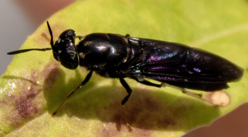 A closeup of a black soldier fly on a leaf