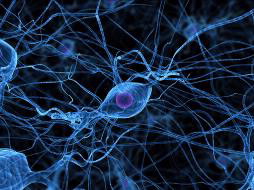 Nerve cells in the brain