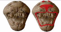 Ancient Phoenician ivory, lion head carvings 