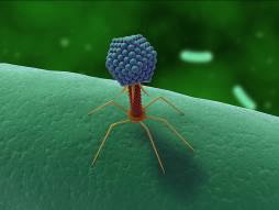 bacteria phage