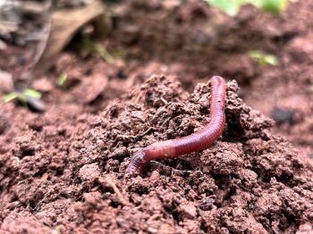A red earthworm burrowing in compost.