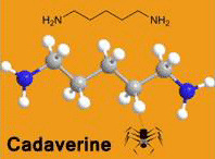 Image of Putrescine and Cadaverine