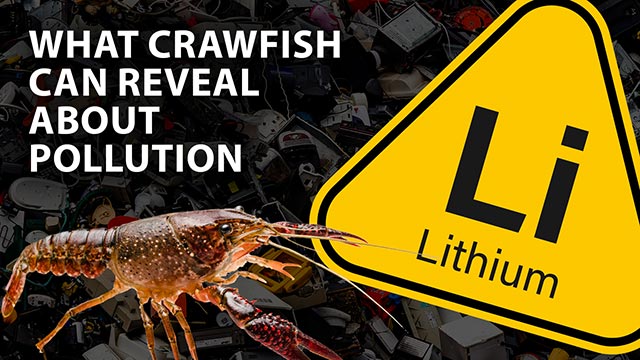Crawfish help reveal the impact of lithium pollution image