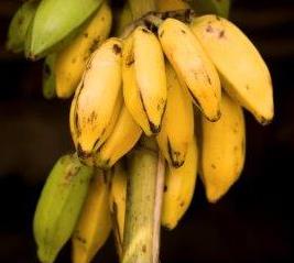 A better understanding of bananas could help prevent blindness image