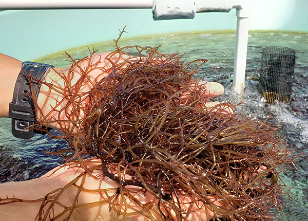 Nutritional rewards and risks revealed for edible seaweed around Hawaii  image