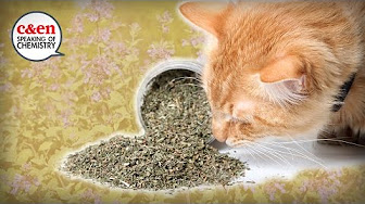 What is catnip really  — Speaking of Chemistry image