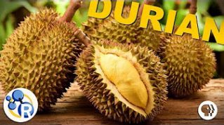 The Smell of Durian Explained image