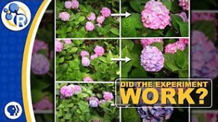 Hydrangeas and the Science of Do-Overs image