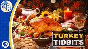 Thanksgiving Turkey Compilation image