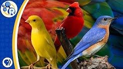 Why Are Birds Different Colors? image