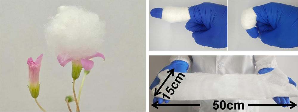 A fluffy white ball of fibers sitting on a flower. Two pictures of a gloved hand with the pointer finger wrapped in a white piece of fabric. In the left image, the finger is pointed out, and in the right image, the finger is bent at the knuckle. A piece of the new cotton-like material that is 15 centimeters by 50 centimeters.