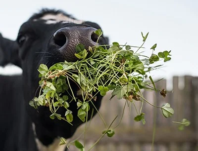A black cow with white spots munches on a handful of clover