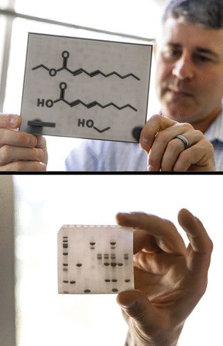 Above, Bryan Shaw looks pensively upon a plastic 3D-printed card that he’s holding in his outstretched arm. It shows the chemical line structure for (2E,4E)-deca-2,4-dienoic acid and its ethyl ester as well as ethanol. The line structures are printed as raised ridges on a translucent plastic card. Below, he holds a similar plastic card that shows an image 10-lane electrophoresis gel with the bands represented by tiny raised blobs that appear darker on the card