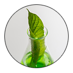 A leaf in a beaker