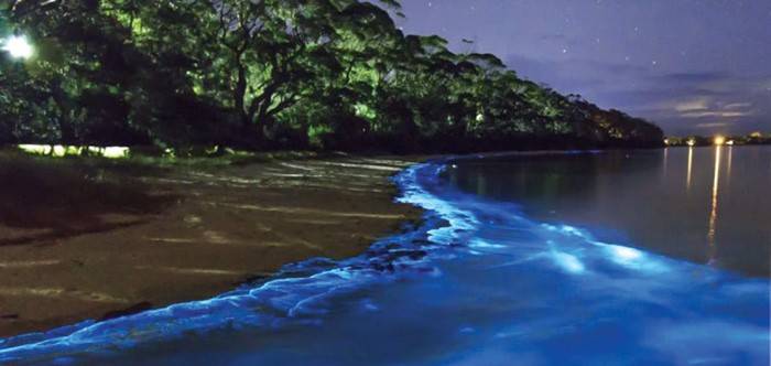 Bioluminescent algae light up the ocean near a beach.