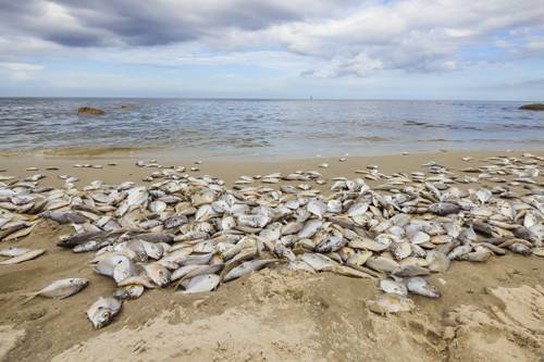Hua Hin beach full of dead fish on the shore - Thailand