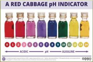 Red Cabage pH Indicator