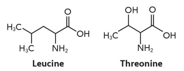Molecular structures of leucine and threonine