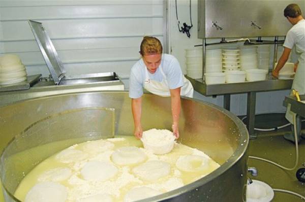 cheese maker lifting cheese out of a vat