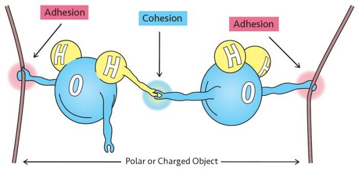 Illustration of adhesion and cohesion