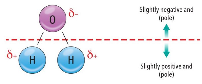 Polarity of a water molecule