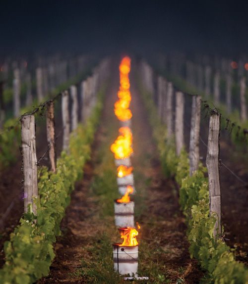 Light containers placed between grapevines