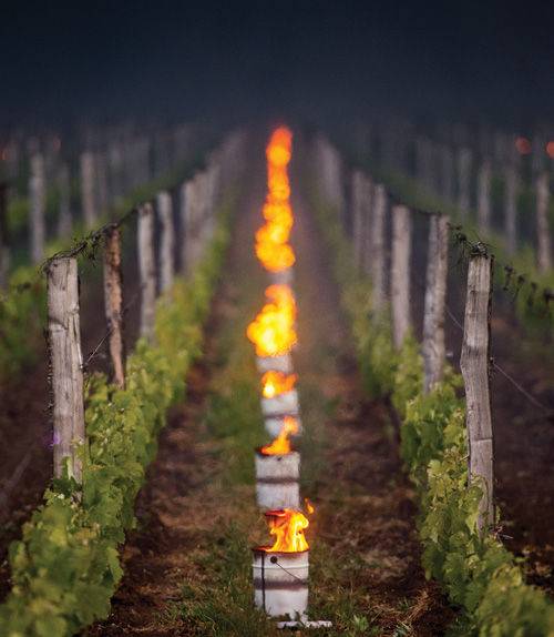 Light containers placed between grapevines