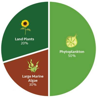 World oxygen production: 20% land plants, 30% large marine algae, 50% phytoplankton