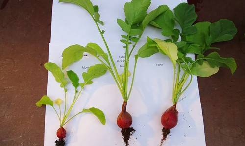 Three radishes grown at Wageningen University and Research