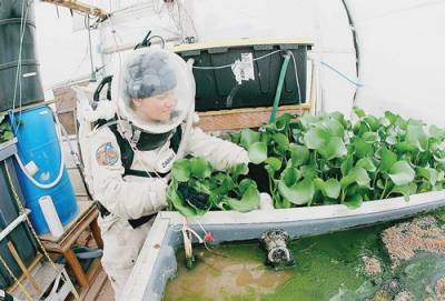NASA scientist wearing a space suit whiloe examining plants growing in a simulated space station greenhouse.