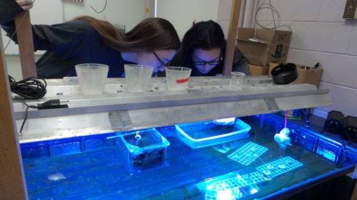 two girls looking in jellyfish tank