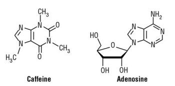 molecular structures of caffeine and adenosine