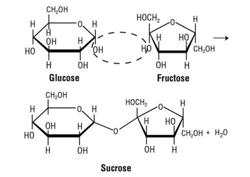 molecular structure of sucrose, glucose, fructose