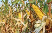 Cellulosic Ethanol: A Fuel of the Future?