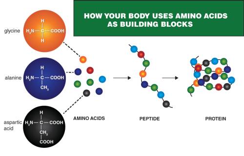 amino acids building blocks