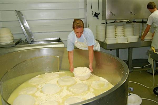 cheese maker in vat