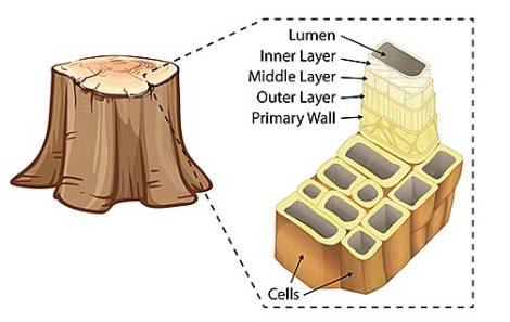 tree-cell-walls