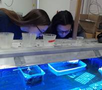 two girls looking at jellyfish in lab