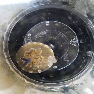 image of jellyfish
