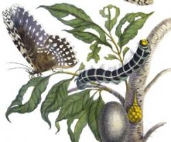 Illustration of insects on plants: Thysania agrippina par merian