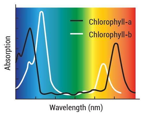 Light absorption of chlorophyll-a and chlorophyll-b