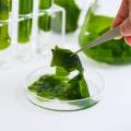 concept of ecology science research biology with seaweed or kelp in the laboratory on white background