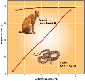 Body temperature vs. ambient temperature for warm-blooded animals