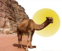 a camel in the desert 
